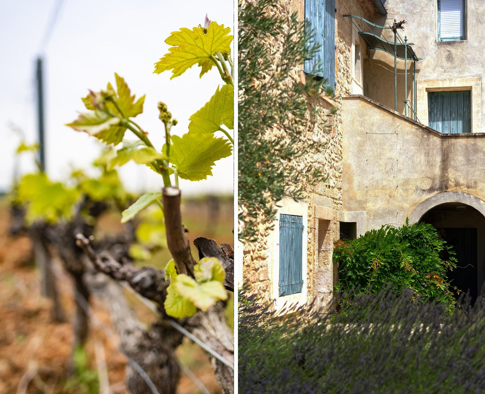 Les vignes de Campuget